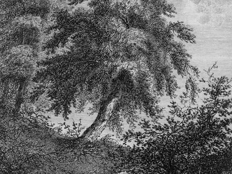1756-Johann Heinrich Troll - Alberi e arbusti lungo un ruscello